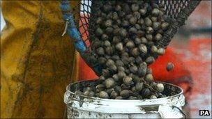 Cockles emptied into bucket