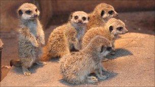 Five meerkat pups at Galloway Wildlife Conservation Park in Kirkcudbright