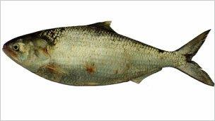 Hilsa