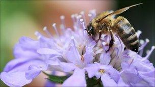 Honey bee on a flower