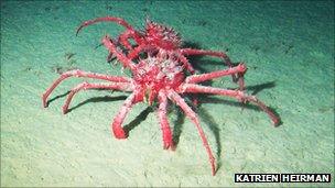 King crabs