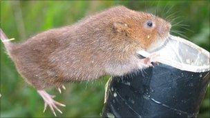 A water vole about to be released