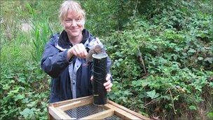 Jemma Gaskin, principal ecologist at Middlemarch Environmental Ltd, prepares to release a water vole