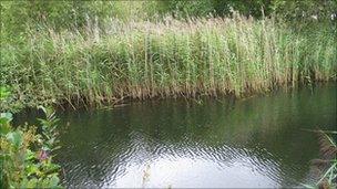 Pool at Brandon Marsh