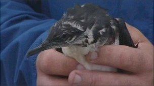 One of the rescued Manx Shearwaters