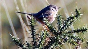 A Dartford warbler