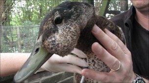 Duck with swelling