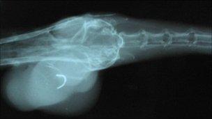 X-rayed duck