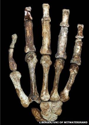 A. sediba hand (L.Berger/Uni of Witwatersrand)