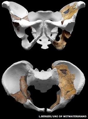 Pelvis (L.Berger/Uni of Witwatersrand)