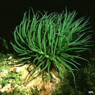 Snakelocks anenome