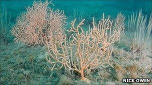 Pink seafans at Stennis Ledges, Dorset