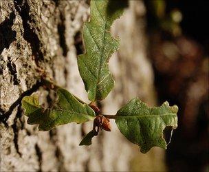 Oak shoot growing out of the main trunk (Image: BBC)