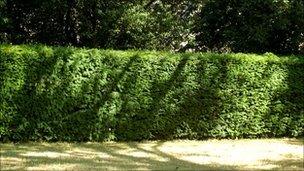 Hedge