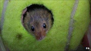 Harvest mouse in a tennis ball