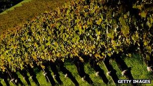 A vineyard in Australia