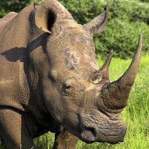 White rhino. Photolibrary.com via BBC Nature