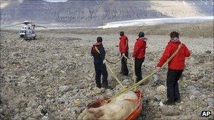 The dead bear being dragged away by rescuers