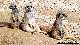 Meerkats