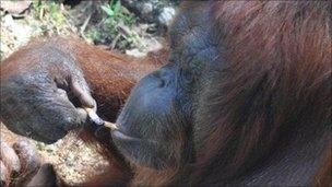 Shirley the Orangutan with a cigarette. Photo courtesy of Nature Alert