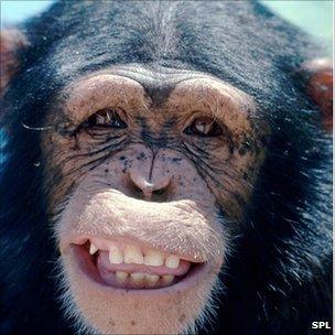 Smiling Chimp