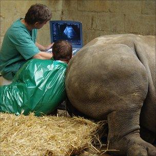 German team with rhino