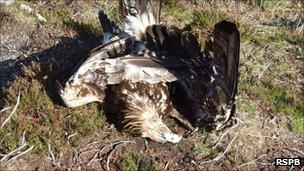 Golden Eagle found poisoned on the Skibo estate