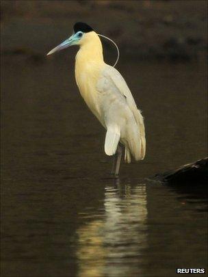 Capped heron