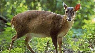 Muntjac deer (Image: BBC)