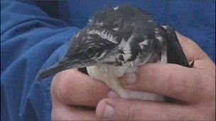 One of the rescued Manx shearwaters