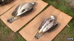 Poisoned goshawks. Pic: RSPB