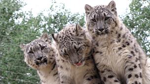 Snow leopards at Banham Zoo, Norfolk