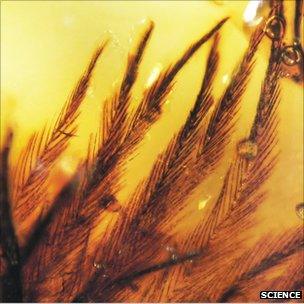 Clumped feather barbs in late Cretaceous amber