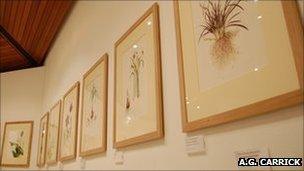 Highgrove Florilegium paintings