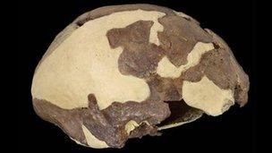 Iwo eleru skull (Credit: NHM)