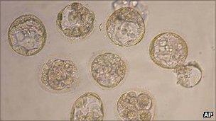 Eight cloned embryos from Seoul National University later proved to be fake