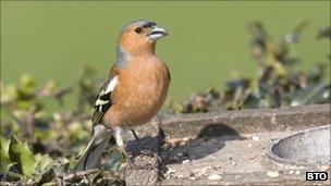 Chaffinch (BTO)