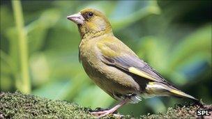 Greenfinch