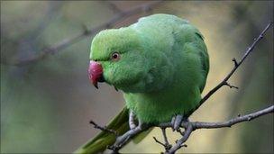 A parakeet