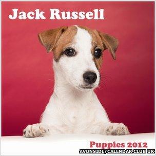 Jack Russell puppies calendar