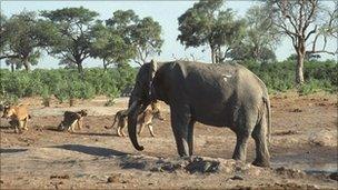 Elephant and lions at waterhole