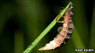 A glow worm (Photo: Dave Kilbey)