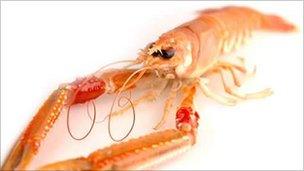 Scottish langoustine. Pic: Supplied by Mallaig and Northwest Fishermen's Association