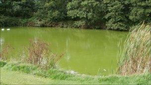 One of the ponds at Penrhos Coastal Park Nature Reserve