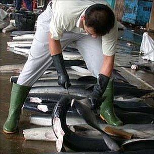 Man cuts fins from a shark