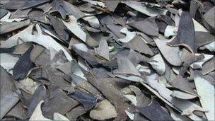 Pile of sharks' fins