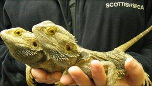 Bearded dragons Ant and Dec