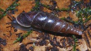 Plaited door snail