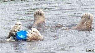 Walker the polar bear on his back in a pond chewing on a hard hat. Pic: Highland Wildlife Park/RZSS