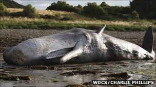 Sperm whale. Pic: WDCS/Charlie Phillips